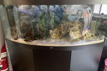 tanks kaufen und verkaufen Photo: Juwel Aquarium 450 L schwarz mit Unterschrank tanks kaufen und verkaufen Photo: Juwel Aquarium 450 L schwarz mit Unterschrank