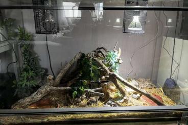Schlangen kaufen und verkaufen Foto: Schlange mit Terrarium+Inhalt Schlangen kaufen und verkaufen Foto: Schlange mit Terrarium+Inhalt