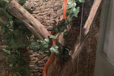 Nattern ungiftige  kaufen und verkaufen Foto: verkaufe Kornnatter (Panterophis guttatus)