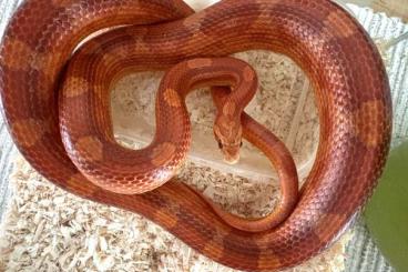Snakes kaufen und verkaufen Photo: Kornnatter zu verkaufen (Schlange) Snakes kaufen und verkaufen Photo: Kornnatter zu verkaufen (Schlange)