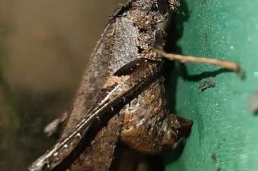 Insects kaufen und verkaufen Photo: New species offered for hamm