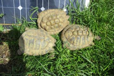 Landschildkröten kaufen und verkaufen Foto: Fünf adulte männliche Landschildkröten abzugeben