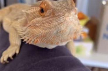 Bartagamen kaufen und verkaufen Foto: Suche Streifenkopf Bartagame Nähe 35753 Bartagamen kaufen und verkaufen Foto: Suche Streifenkopf Bartagame Nähe 35753