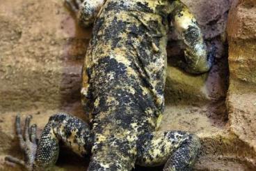 andere Echsen kaufen und verkaufen Foto: ISO Sauromalus varius USA andere Echsen kaufen und verkaufen Foto: ISO Sauromalus varius USA
