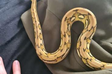 Snakes kaufen und verkaufen Photo: Male retic motley, platinum tiger python 2 years old - kept small Snakes kaufen und verkaufen Photo: Male retic motley, platinum tiger python 2 years old - kept small