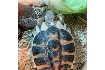 Landschildkröten kaufen und verkaufen Foto: Griechische Landschildkröten