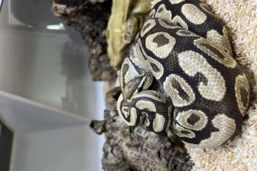Königspythons kaufen und verkaufen Foto: 1.0 Python Regius dringend abzugeben