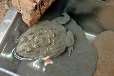 frogs kaufen und verkaufen Photo: Afrikanische Grabfrösche (Unterart unbekannt) frogs kaufen und verkaufen Photo: Afrikanische Grabfrösche (Unterart unbekannt)