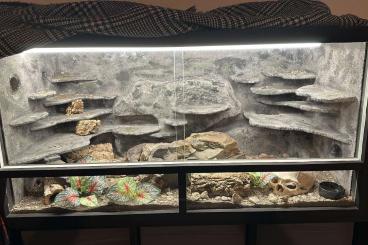 Geckos kaufen und verkaufen Photo: Leopardgecko-Männchen mit Terrarium Geckos kaufen und verkaufen Photo: Leopardgecko-Männchen mit Terrarium