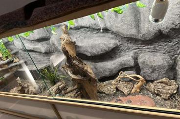 Geckos kaufen und verkaufen Photo: drei Leopardgecko-Damen inkl. XXL-Terrarium suchen ein neues Zuhause Geckos kaufen und verkaufen Photo: drei Leopardgecko-Damen inkl. XXL-Terrarium suchen ein neues Zuhause