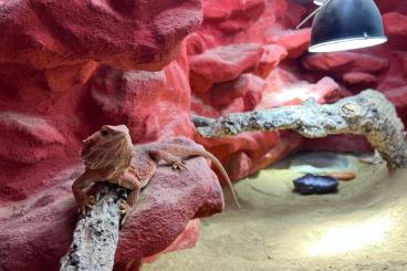 Bartagamen kaufen und verkaufen Foto: Bartagame - Pogona Vitticeps (weiblich) | Translucent