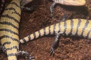 Skinks kaufen und verkaufen Photo: Indonesischer Blauzungenskink - Tiliqua Gigas Skinks kaufen und verkaufen Photo: Indonesischer Blauzungenskink - Tiliqua Gigas