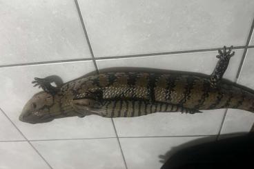 Skinke kaufen und verkaufen Foto: Tiliqua Gigas Halmahera - Blauzungenskink Skinke kaufen und verkaufen Foto: Tiliqua Gigas Halmahera - Blauzungenskink