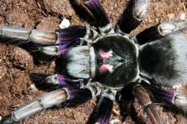 - bird spiders kaufen und verkaufen Photo: Pamphobeteus Ultramarinus - bird spiders kaufen und verkaufen Photo: Pamphobeteus Ultramarinus
