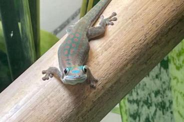 Geckos kaufen und verkaufen Photo: Phelsuma ornata Weibchen abzugeben Geckos kaufen und verkaufen Photo: Phelsuma ornata Weibchen abzugeben