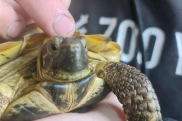 Tortoises kaufen und verkaufen Photo: Russische Steppenschildkröten Tortoises kaufen und verkaufen Photo: Russische Steppenschildkröten