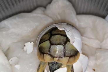 Tortoises kaufen und verkaufen Photo: Griechische Landschildkröten NZ 2024 - Testudo hermanni boettgeri Tortoises kaufen und verkaufen Photo: Griechische Landschildkröten NZ 2024 - Testudo hermanni boettgeri