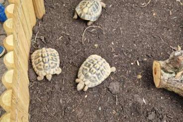 Tortoises kaufen und verkaufen Photo: Griechische Landschildkröte männlich NZ 2015 Tortoises kaufen und verkaufen Photo: Griechische Landschildkröte männlich NZ 2015