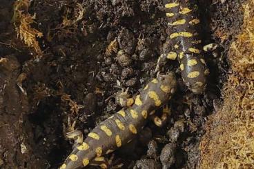 salamanders kaufen und verkaufen Photo: 2 adulte Tigersalamander abzugeben salamanders kaufen und verkaufen Photo: 2 adulte Tigersalamander abzugeben