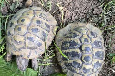 Landschildkröten kaufen und verkaufen Foto: Zwei Landschildkröten abzugeben