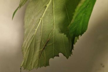 Insekten kaufen und verkaufen Foto: Junge Stabschrecken zu verkaufen