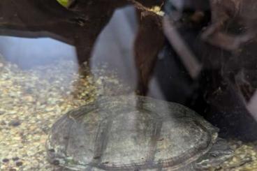 Turtles and Tortoises kaufen und verkaufen Photo: Moschusschildkröten abzugeben Turtles and Tortoises kaufen und verkaufen Photo: Moschusschildkröten abzugeben