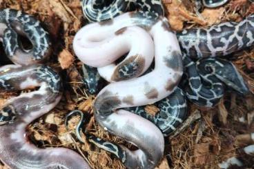 Pythons kaufen und verkaufen Photo: Pytony Birmanskie piebald Pythons kaufen und verkaufen Photo: Pytony Birmanskie piebald
