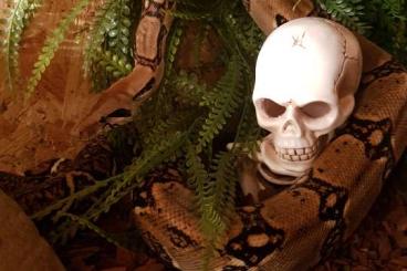 Boas kaufen und verkaufen Foto: durch Umzug in guten Händen abzugeben