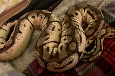 Königspythons kaufen und verkaufen Foto: Männlicher Mojave Bumblebee NZ‘16