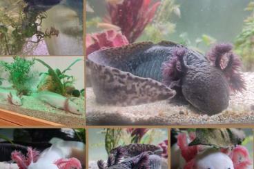 Schwanzlurche kaufen und verkaufen Foto: Axolotl-Baby's Wildlinge und weiße Albinos 