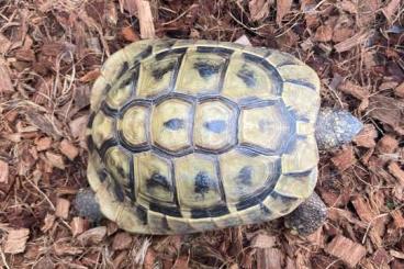 Landschildkröten kaufen und verkaufen Foto: Griechische Landschildkröte (Testudo hermanni, 9 Jahre, männlich) Landschildkröten kaufen und verkaufen Foto: Griechische Landschildkröte (Testudo hermanni, 9 Jahre, männlich)