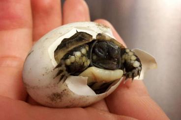Landschildkröten kaufen und verkaufen Foto: Nachzuchten Griechische Landschildkröten Testudo hermanni boettgeri Landschildkröten kaufen und verkaufen Foto: Nachzuchten Griechische Landschildkröten Testudo hermanni boettgeri
