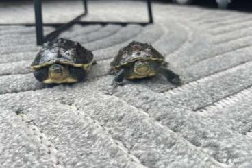 Schildkröten  kaufen und verkaufen Foto: ???? Zwei Chinesische Streifenschildkröten zu verschenken – nur in gute 