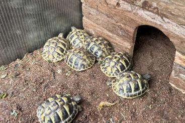 Landschildkröten kaufen und verkaufen Foto: Griechische Landschildkröten