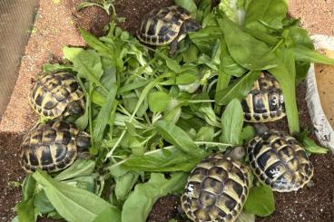 Landschildkröten kaufen und verkaufen Foto: Griechische Landschildkröten Landschildkröten kaufen und verkaufen Foto: Griechische Landschildkröten