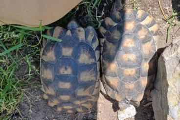 Landschildkröten kaufen und verkaufen Foto: Griech. Landschildkröten 
