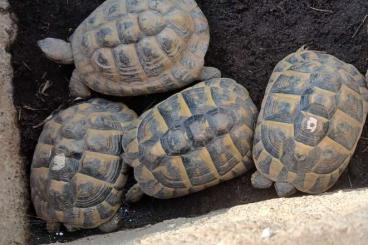 Landschildkröten kaufen und verkaufen Foto: Griechen Gruppe 1 Männchen 3 Weibchen Landschildkröten kaufen und verkaufen Foto: Griechen Gruppe 1 Männchen 3 Weibchen