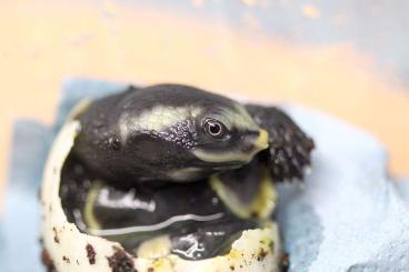 Schildkröten kaufen und verkaufen Foto: Terraplaza Budapest aquatic turtles Schildkröten kaufen und verkaufen Foto: Terraplaza Budapest aquatic turtles