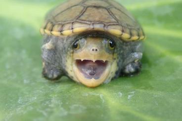Turtles and Tortoises kaufen und verkaufen Photo: Terraplaza Budapest aquatic turtles Turtles and Tortoises kaufen und verkaufen Photo: Terraplaza Budapest aquatic turtles