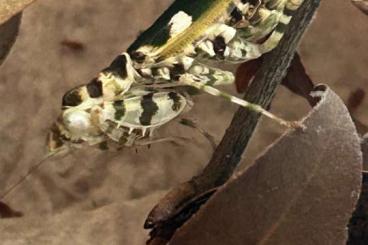 Insekten kaufen und verkaufen Foto: Biete Creobroter Gemmatus Insekten kaufen und verkaufen Foto: Biete Creobroter Gemmatus