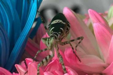 Insects kaufen und verkaufen Photo: Creobroter Gemmatus Jungtiere Insects kaufen und verkaufen Photo: Creobroter Gemmatus Jungtiere