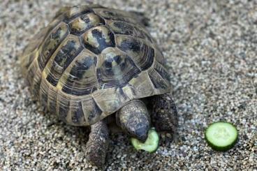 Tortoises kaufen und verkaufen Photo: Griechische Landschildkröte Tortoises kaufen und verkaufen Photo: Griechische Landschildkröte