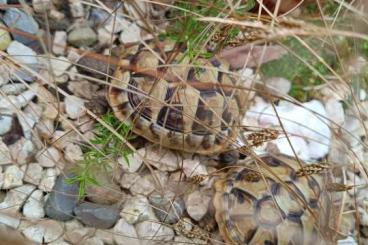 Tortoises kaufen und verkaufen Photo: Griechische Landschildkröten, NZ 2023 inkl. Cites Tortoises kaufen und verkaufen Photo: Griechische Landschildkröten, NZ 2023 inkl. Cites