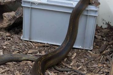 Snakes kaufen und verkaufen Photo: Riesenschlangen und Nattern zur Abgabe Snakes kaufen und verkaufen Photo: Riesenschlangen und Nattern zur Abgabe