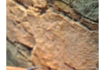 Lizards kaufen und verkaufen Photo: Bartagamen und Geckos zur Abgabe Lizards kaufen und verkaufen Photo: Bartagamen und Geckos zur Abgabe