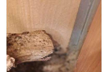 - bird spiders kaufen und verkaufen Photo: Kraushaar-Vogelspinnen (Brachypelma albopilosum) - bird spiders kaufen und verkaufen Photo: Kraushaar-Vogelspinnen (Brachypelma albopilosum)