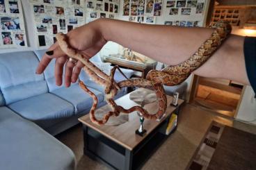 Colubrids kaufen und verkaufen Photo: 2 Kornnattern samt Terrarium 