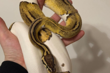 Pythons kaufen und verkaufen Photo: Python Regius (Königspyhton)