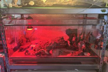 Terrarien kaufen und verkaufen Foto: Verschiedene Glasterrarien Terrarien kaufen und verkaufen Foto: Verschiedene Glasterrarien
