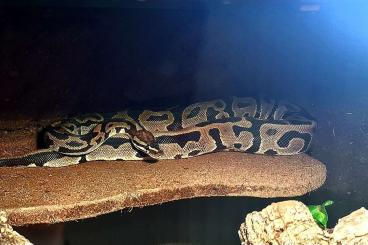 Königspythons kaufen und verkaufen Foto: Königspython python regius 1.0